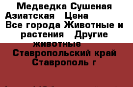 Медведка Сушеная Азиатская › Цена ­ 1 400 - Все города Животные и растения » Другие животные   . Ставропольский край,Ставрополь г.